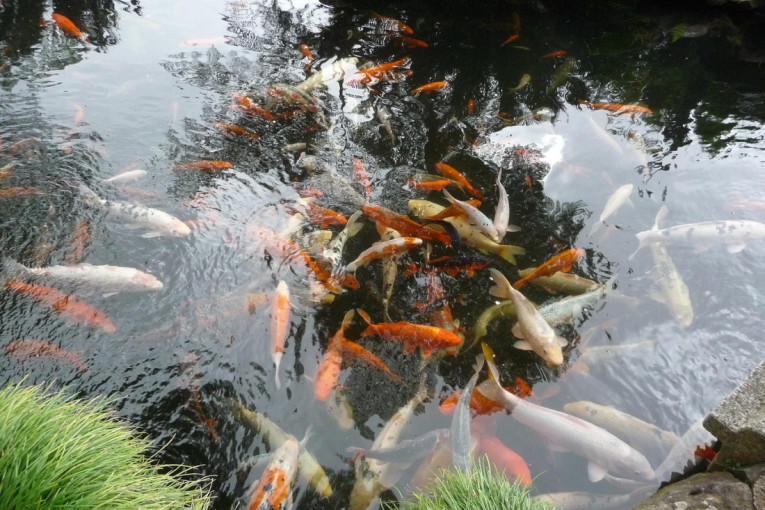 Ovaj biznis može biti jako isplativ, a država daje subvencije i do 5 miliona dinara: Do ovog datuma traje konkurs