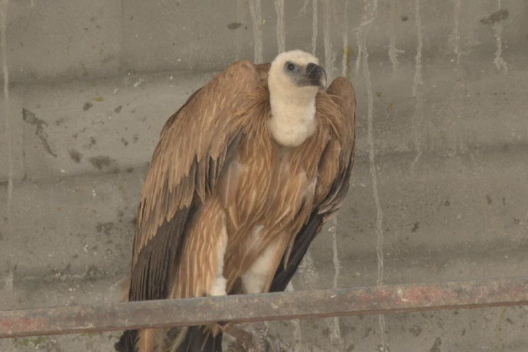Stoja krenuo kući pa zalutao, a svi ga nestrpljivo čekaju na Uvcu: I pitaju se hoće li znati da se vrati?!