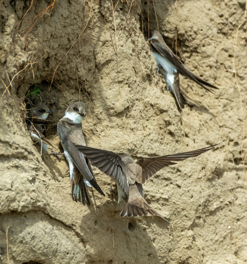 Građani, ako ih vidite, javite: Počinje prvi nacionalni popis lasta bregunica
