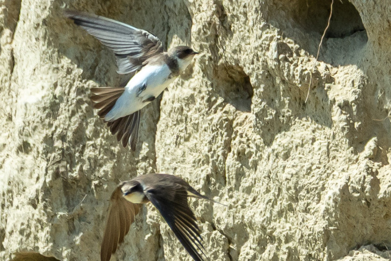 Građani, ako ih vidite, javite: Počinje prvi nacionalni popis lasta bregunica