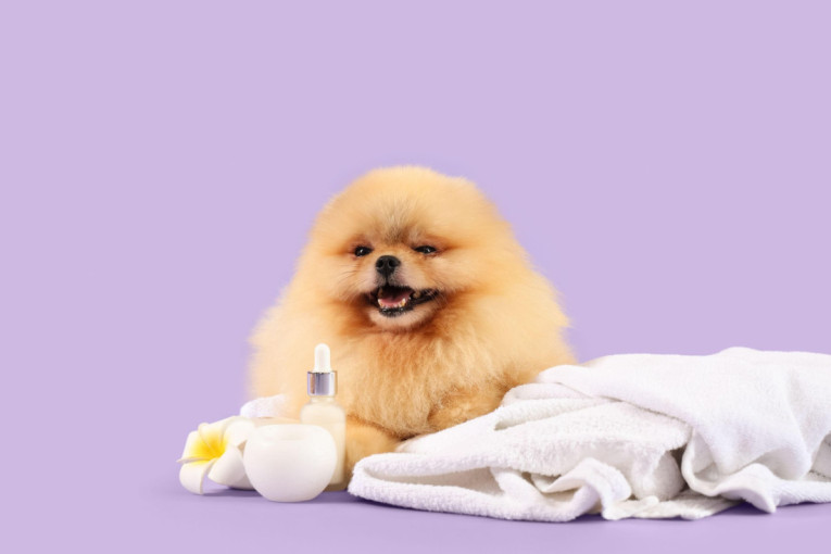 Spa za pse: Zaboravite na klasično kupanje i šišanje, dobrodošli u svet psećeg luksuza