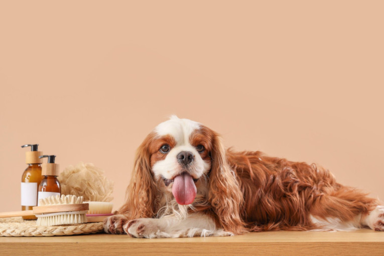 Spa za pse: Zaboravite na klasično kupanje i šišanje, dobrodošli u svet psećeg luksuza