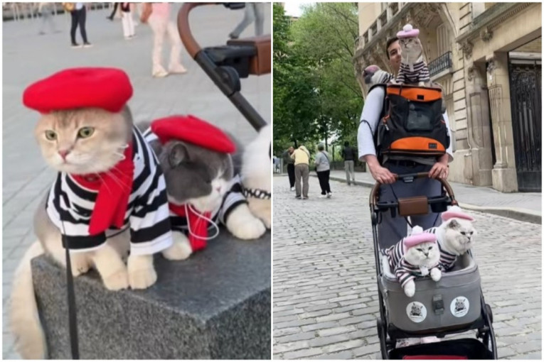 Lazar je svoje mace svetske putnice naučio lepom ponašanju tokom međunarodnih letova. Evo i kako rešavaju toalet (VIDEO)