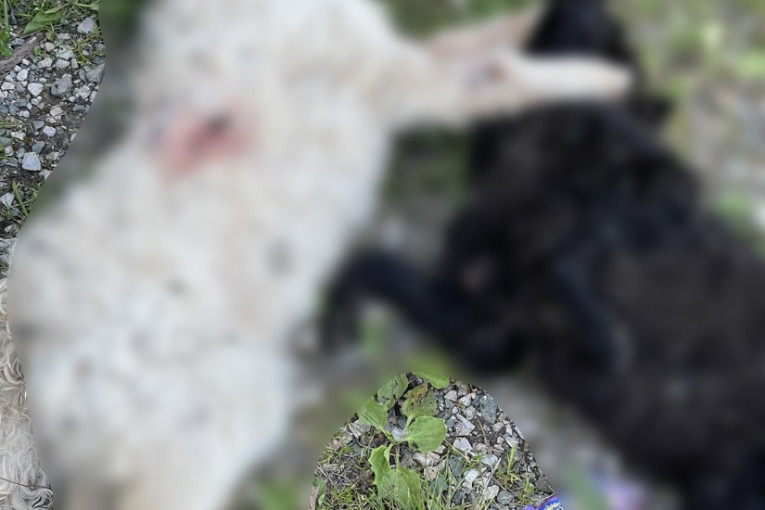 Jeziv prizor u selu Rajac kod Čačka: Pet mrtvih pasa i oko njih patrone, meštani zgroženi! Na teren izašla dva policajca i forenzičar (FOTO)