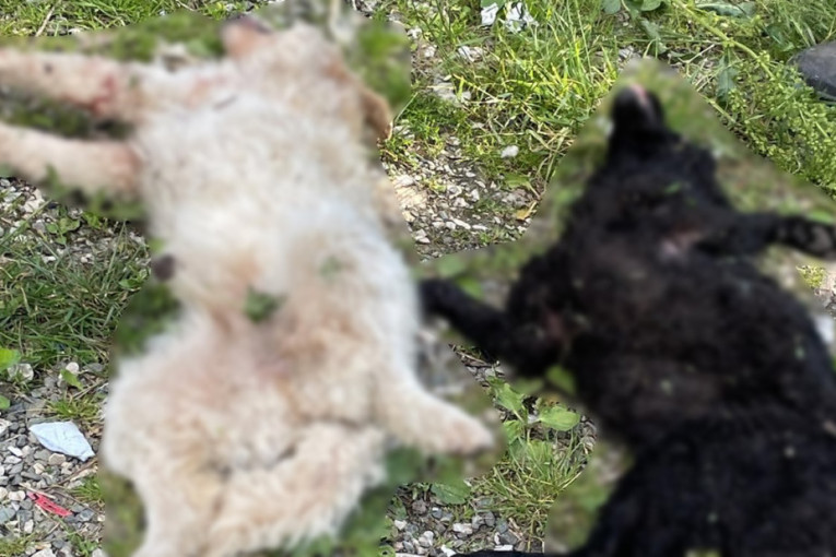 Jeziv prizor u selu Rajac kod Čačka: Pet mrtvih pasa i oko njih patrone, meštani zgroženi! Na teren izašla dva policajca i forenzičar (FOTO)