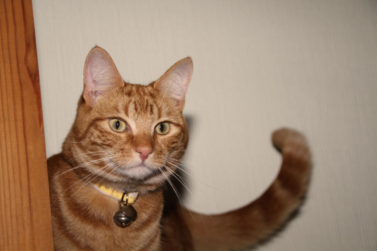 Žena je tugovala za uginulim mačkama, a onda se dogodilo pravo čudo (FOTO)