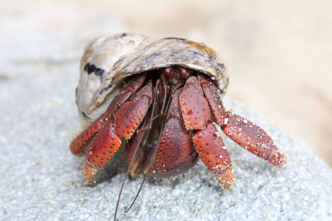 Donela torbu punu školjki sa plaže, a one počele da se pomeraju: Snimak tiktokerke izazvao raspravu (VIDEO)