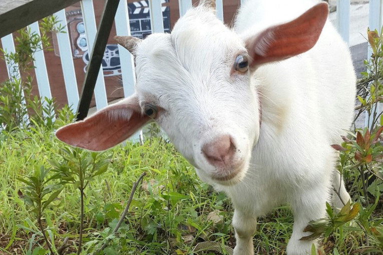 Bizarno do kraja! Otvorio auto, unutra ga čekali jarići i kokoška