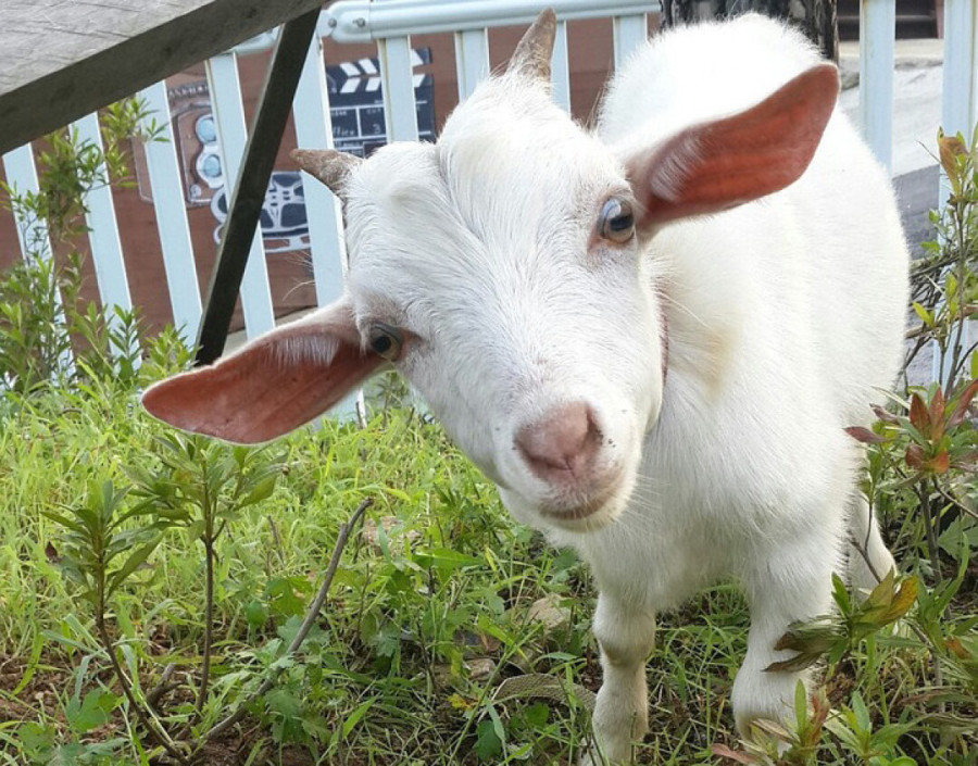 Gazdi Danetu ukrali jare! Dobrica rekao da mora do bankomata, onda je nastao haos!