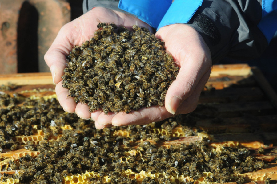 Nezapamćen pomor pčela: Zbog zabranjenih pesticida uginule čitave košnice