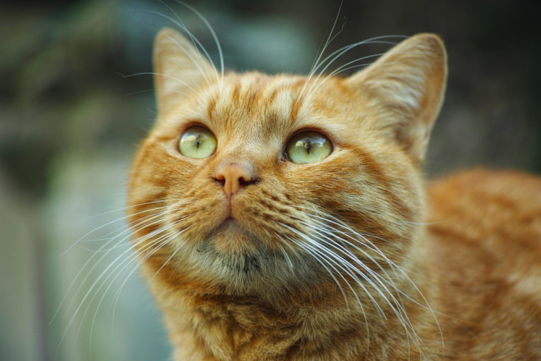 Vašoj mački opadaju brkovi? Evo kada nema razloga za brigu, a kada je vreme za veterinara