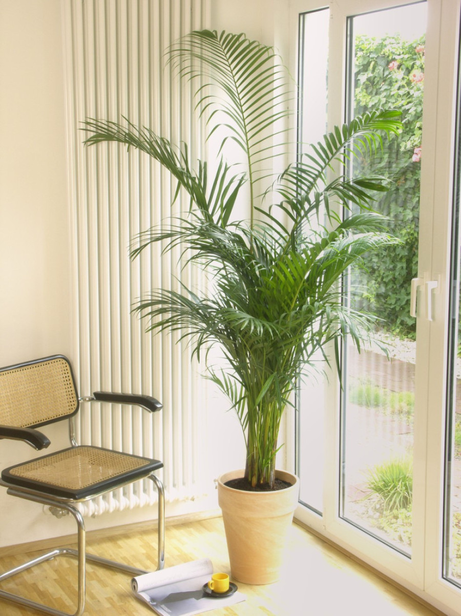 Prirodni klima-uređaji: Pet sobnih biljaka koje rashlađuju i osvežavaju dom tokom leta