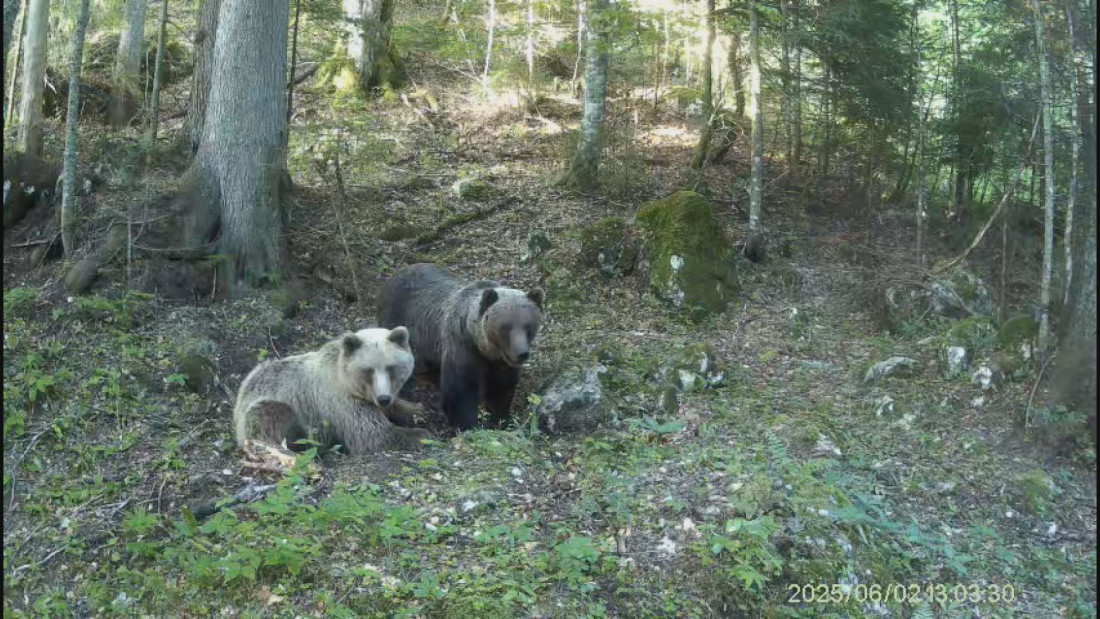 Šumski gorostas uhvaćen i markiran na Durmitoru: Medved Aleksandar danju se odmara, a preko noći pešači na desetine kilometara (FOTO/VIDEO)