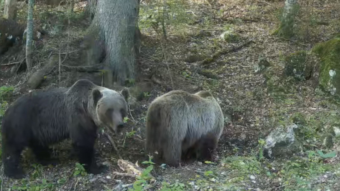 Šumski gorostas uhvaćen i markiran na Durmitoru: Medved Aleksandar danju se odmara, a preko noći pešači na desetine kilometara (FOTO/VIDEO)