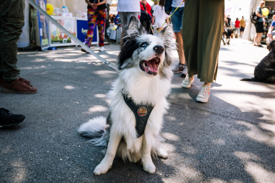 Tri dana ljubavi, druženja i maženja: Festival pasa svih rasa "Ulični psi" stiže na Kalemegdan
