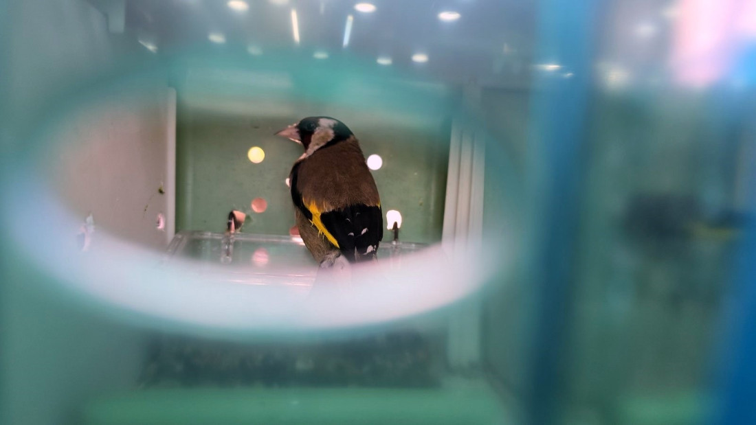 Nećete verovati šta je švercovao! Carinici ostali u čudu (FOTO)