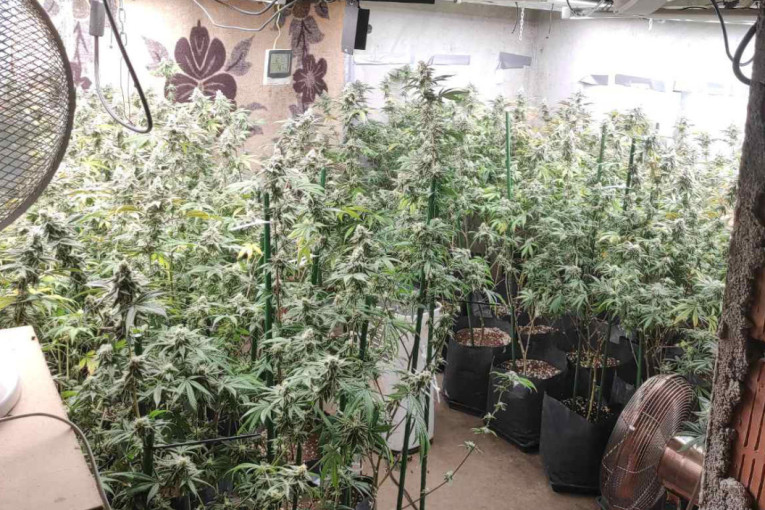 Marihuana u kući: MUP u Čačku pronašao 74 stabljike i kompletnu opremu za uzgoj