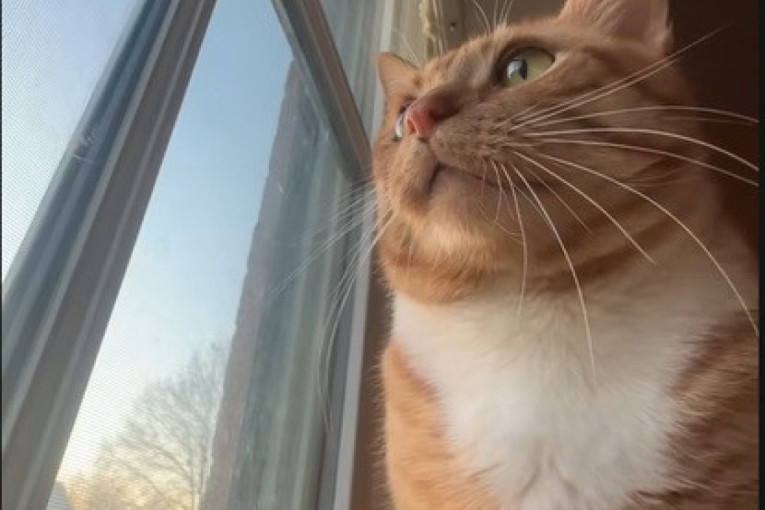 Ne može da vam kaže rečima: Ovo su tri načina na koja vam ljubimica pokazuje zahvalnost