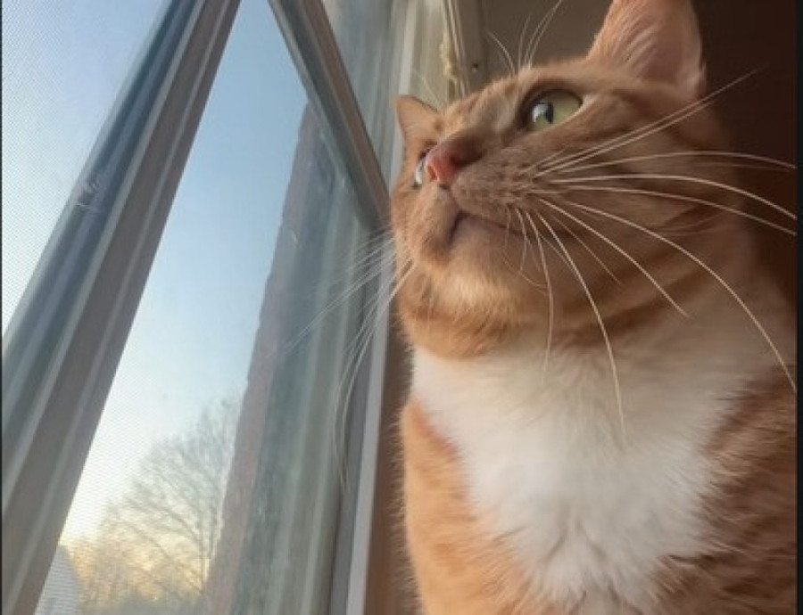 Kako to mislite, idete bez mene? Mačak se čak 160 km vozio na krovu, a onda se porodično putovanje pretvorilo u avanturu (VIDEO)