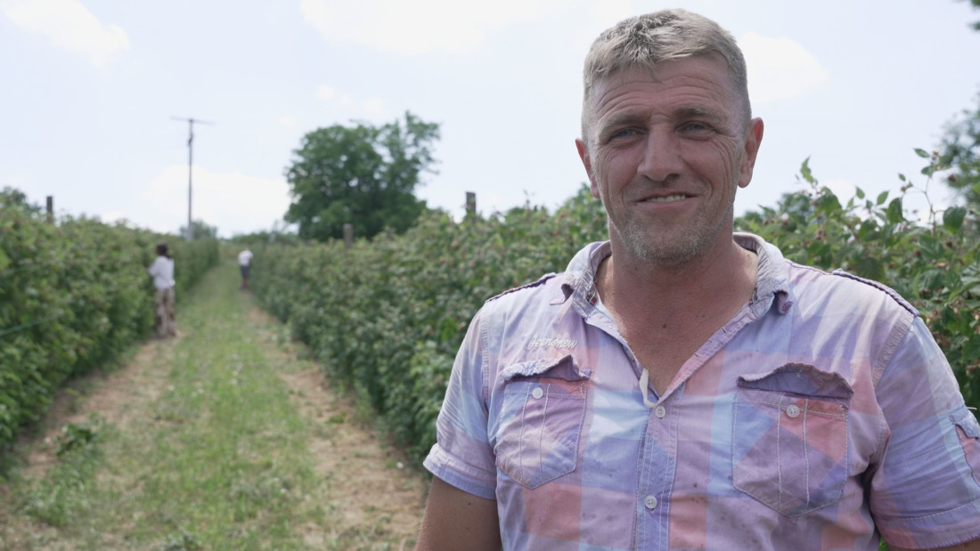 Počela berba crvenog zlata: Cena 350 dinara po kilogramu, a evo koliku dnevnicu mogu da uzmu radnici (FOTO/VIDEO)