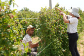 Počela berba crvenog zlata: Cena 350 dinara po kilogramu, a evo koliku dnevnicu mogu da uzmu radnici (FOTO/VIDEO)