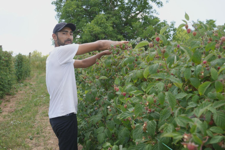 Nije lako, ali mora da se radi: Mladići iz Svrljiga na plus 35 beru maline u Dragačevu (FOTO)