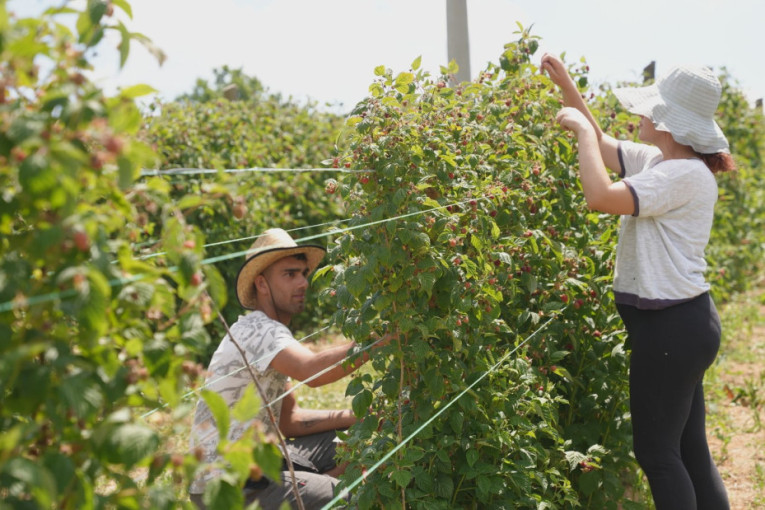 Nije lako, ali mora da se radi: Mladići iz Svrljiga na plus 35 beru maline u Dragačevu (FOTO)