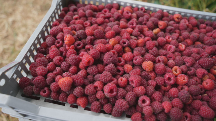 Nije lako, ali mora da se radi: Mladići iz Svrljiga na plus 35 beru maline u Dragačevu (FOTO)