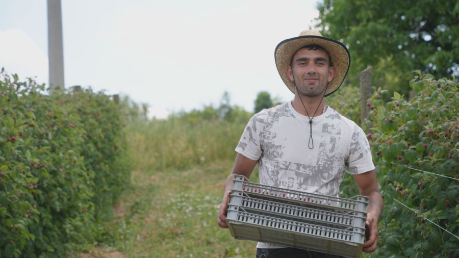 Nije lako, ali mora da se radi: Mladići iz Svrljiga na plus 35 beru maline u Dragačevu (FOTO)