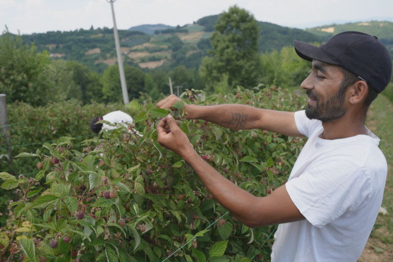 Paprene cene voća: Klimatski ekstremi utiču na rod, proivođači osećaju gubitke