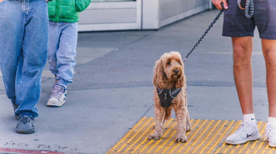 Mali pas, veliki problemi: Istina o popularnoj rasi koju svi žele da imaju