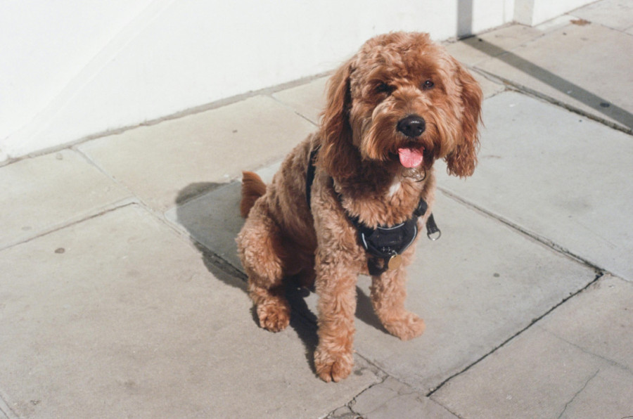 Šta vaš pas govori o vama: Izbor rase otkriva vaš stil života, vrednosti, ali i ličnost