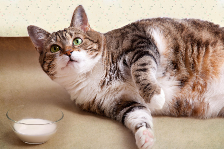 Nije toliko slatko koliko mislite: Višak kilograma vaše ljubimice može da bude opasan po njeno zdravlje