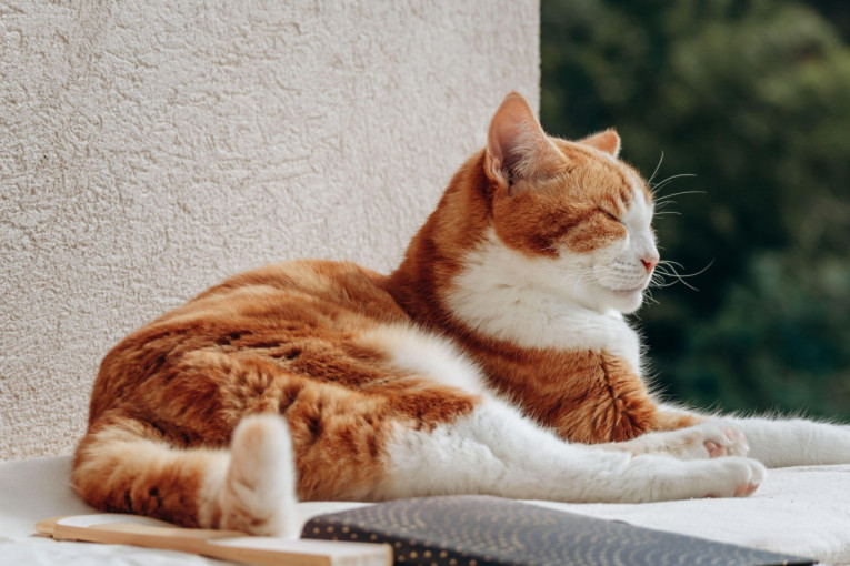 Nisu gluve, samo se prave: Vaša mačka čuje kada je dozivate, ali evo zašto bira da vas ignoriše (VIDEO)