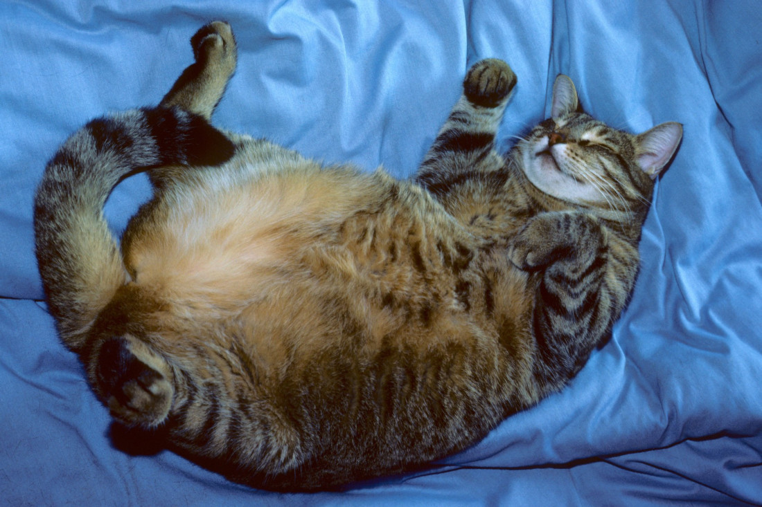 Gojazna tigrasta mačka opušteno leži na leđima na plavom pokrivaču