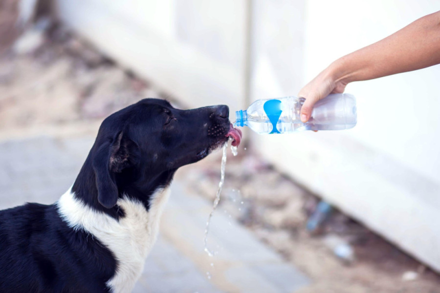 Veterinari apeluju: Ne izvodite psa napolje dok ne pročitate ovih sedam pravila za šetnju tokom velikih vrućina