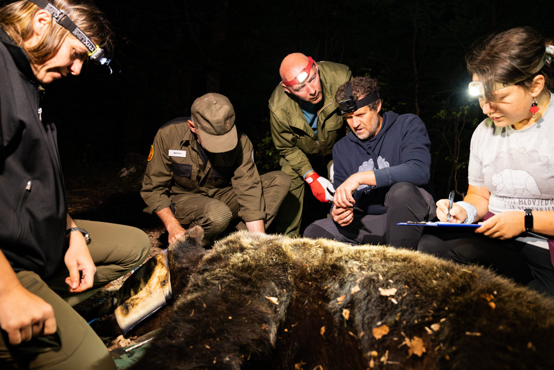 Nakon Aleksandra stigao i Borivoje: Još jedan medved markiran na Durmitoru - ima 157 kilograma i star je preko šest godina (FOTO)