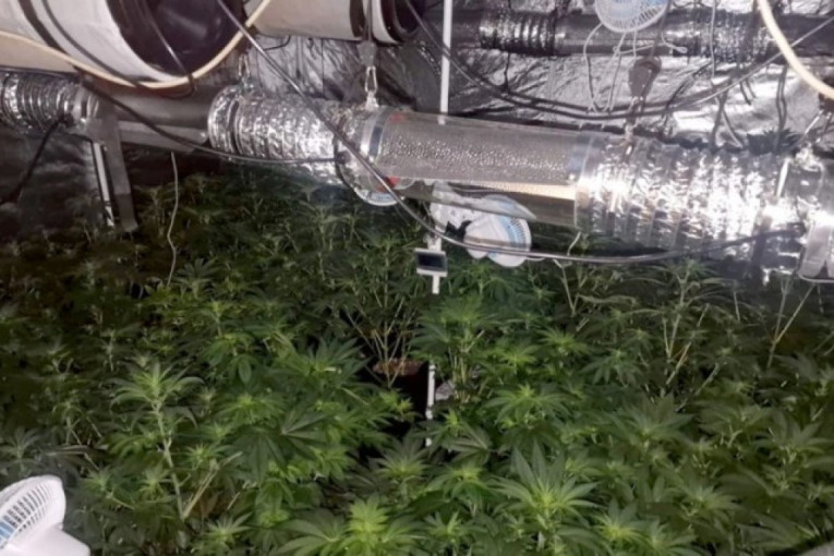 Na porodičnom imanju pronađena farma droge! Pohapšeni Čačani zbog ilegalnog biznisa