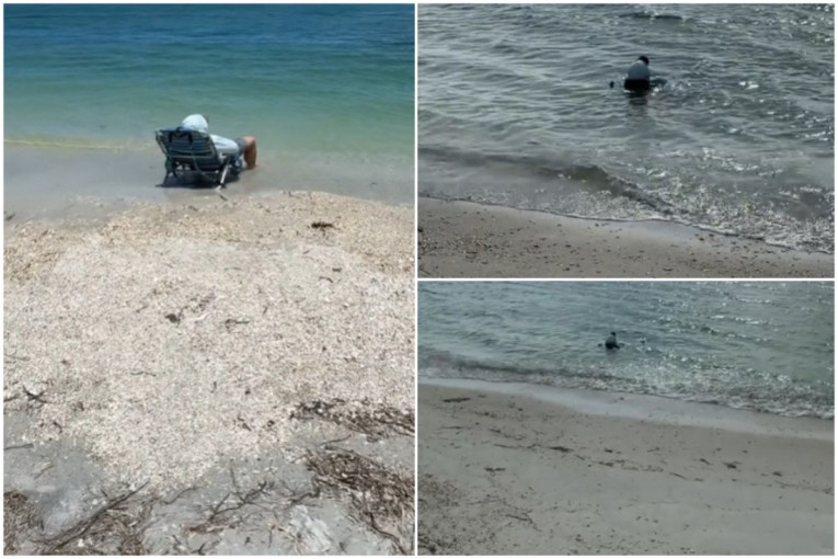 Neobičan prizor u Jonskom moru: Svinje koje plivaju oduševljavaju internet