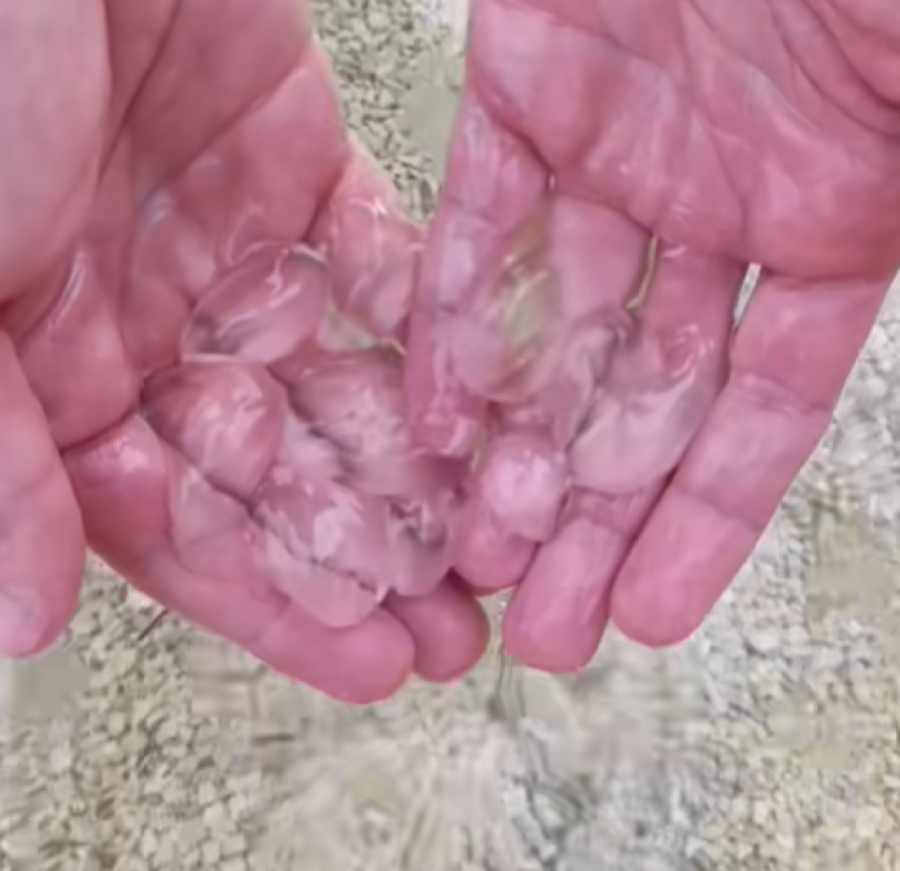 Panika među turistima u Rovinju: Neobična stvorenja preplavila Jadran, turisti u šoku!