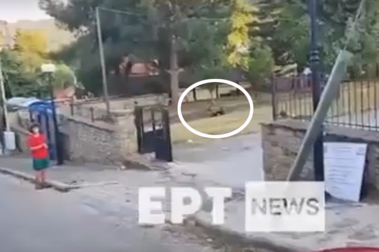 Panika u selu: Medved zalutao u dvorište škole! Meštani u strahu (FOTO)