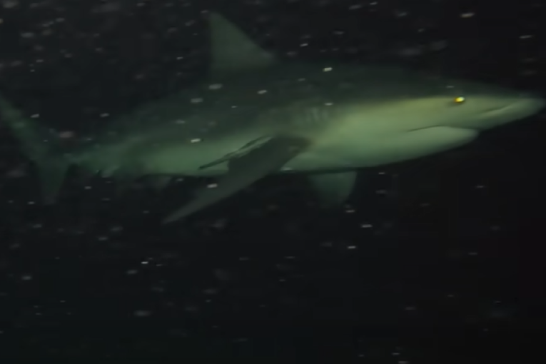 Morsko dno nije za one sa slabim srcem: Podvodna kamera je snimila prizor kao iz horor filma (VIDEO)