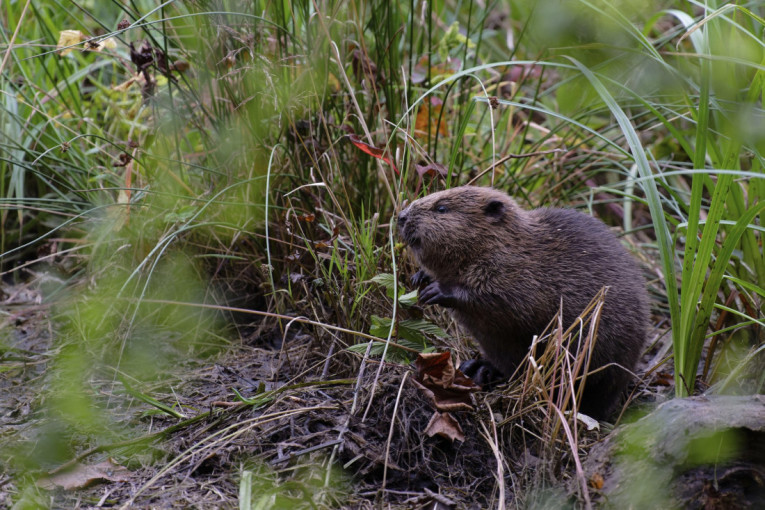 Majstor bez alata: Životinja koja zida kao arhitekta, a njen značaj za prirodu prevazilazi ono što možete da zamislite