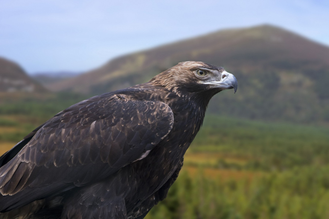 Srbija spasava simbol nacionalnog identiteta: Krstaši se vraćaju u velikom stilu