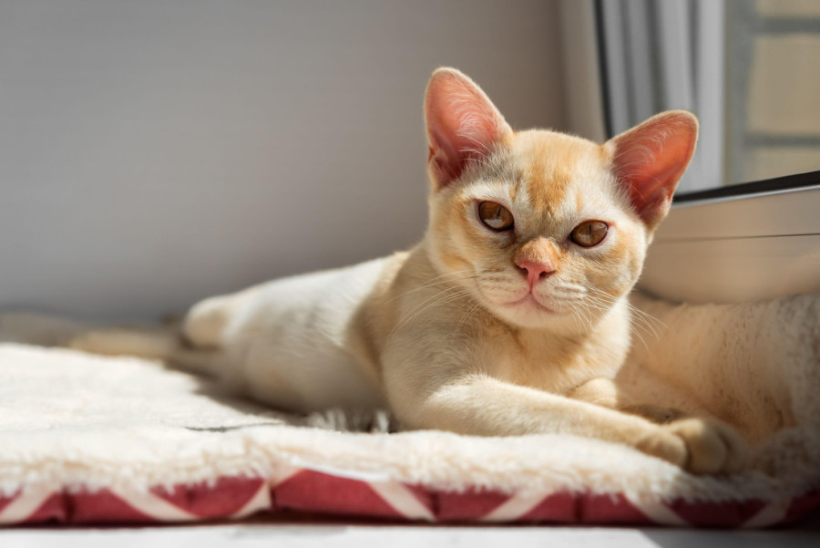 Da li je i njima dosadno? Kako život u zatvorenom prostoru utiče na mačke