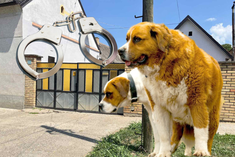 Vlasnika iza rešetaka! Saslušan Dušan čiji su psi usmrtili Stefku kod Fruške gore!