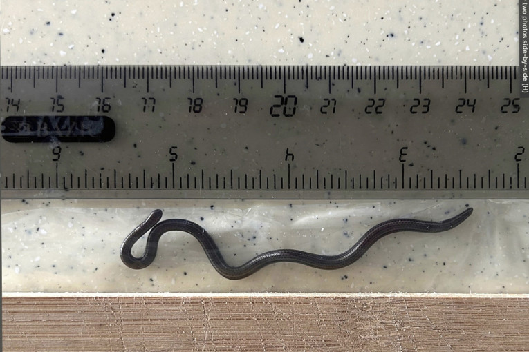 Može da stane na novčić: Pronađena najmanja zmija na svetu, 20 godina se smatrala izumrlom (FOTO)