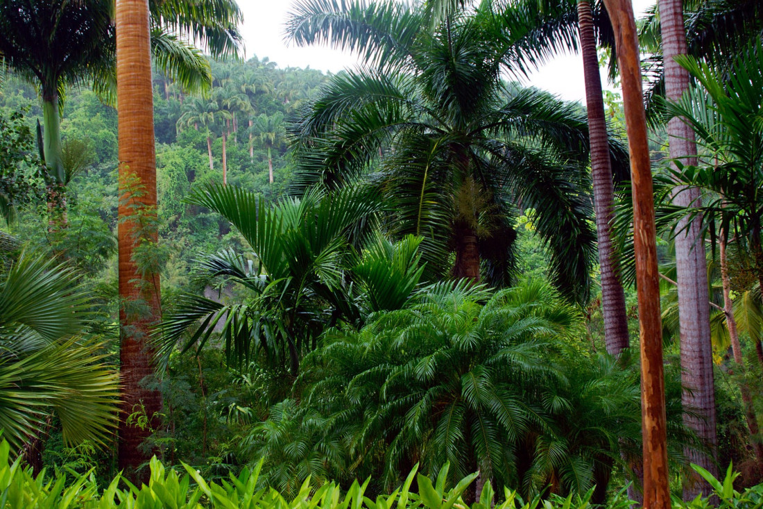 Može da stane na novčić: Pronađena najmanja zmija na svetu, 20 godina se smatrala izumrlom (FOTO)