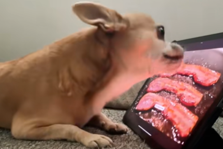 Uporna čivava pokušava da pojede slaninu sa ekrana tableta, snimak postao hit na TikToku (VIDEO)