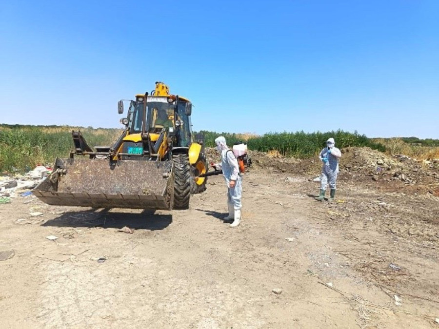 Eutanazirano više od 1.900 životinja: Kako se stočari bore protiv afričke kuge svinja (FOTO)